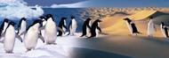 Puzzle Pinguini fericiți