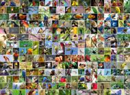 Puzzle Koláž - 4000 najkrajších vtákov na svete
