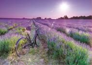Puzzle Fahrrad in einem Lavendelfeld