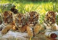 Puzzle Štyri tigre
