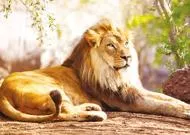 Puzzle A szavanna királya az oroszlán 