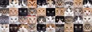 Puzzle Cat Collage panoramă