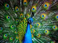 Puzzle pavo real 1000