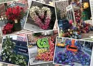 Puzzle Νέα λάμψη λουλουδιών στη Νέα Υόρκη