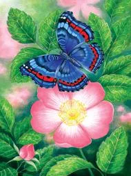 Puzzle Blauwe vlinder