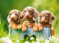 Puzzle Cute Dachshunds