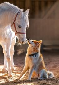 Puzzle Egyedülálló barátság ló és kutya között 