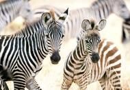 Puzzle Zebras jovens