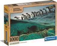 Puzzle National Geographic: Gentoo pingvinek rohannak a tengerre Massában