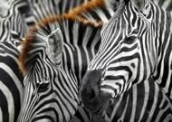 Puzzle Zebras