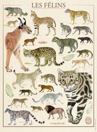 Puzzle Felines - National Museum of Natural History
