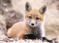 Puzzle Zbirka divlji život - Little Fox