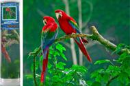 Puzzle Diamantový obraz: Papagáje na strome 30x40cm