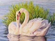 Puzzle Diamant painting: Swans in the reeds 30x40cm