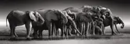 Puzzle Panoráma Stádo slonov
