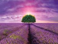 Puzzle Lavender field