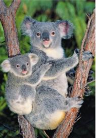 Puzzle Koale na drevesu