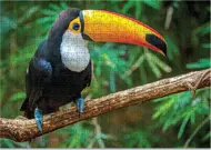 Puzzle Tucan image 2