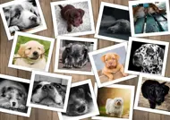 Puzzle Dogs