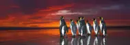 Puzzle Patagónske tučniaky