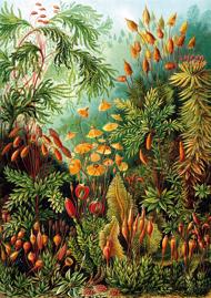 Puzzle Haeckel: Muscinae - Növények az esőerdőben 