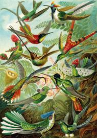 Puzzle Haeckel: colibríes