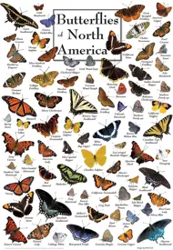 Puzzle Motýle Severnej Ameriky
