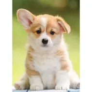 Puzzle Rozkošný Corgi