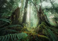 Puzzle In the forest