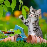 Puzzle 3x49 Kittens image 2