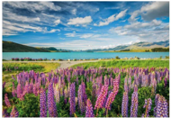 Puzzle Lupine ob jezeru Tekapo