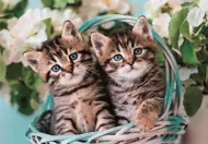Puzzle Lovely Kitty Twins