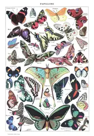 Puzzle Ilustrácia z Larousse pour Tous : Motýle