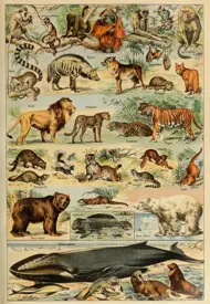 Puzzle Ilustrácia z Larousse pour Tous: Mammals