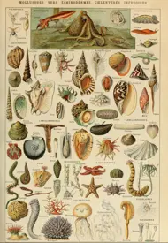 Puzzle Ilustrácia z Larousse pour Tous : Molluscs