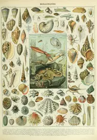 Puzzle Ilustrácia z Nouveau Larousse Illustré: Molluscs