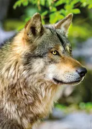 Puzzle European Grey Wolf