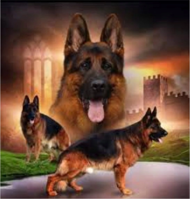 Puzzle Diamant painting: Pack of German Shepherds 30x40cm