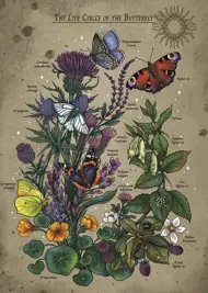 Puzzle Butterfly life cycle