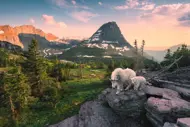 Puzzle Alpenziege mit Baby