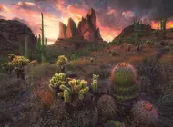 Puzzle Cacti at dusk