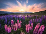 Puzzle Lupins