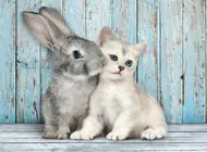 Puzzle Katze mit einem Kaninchen