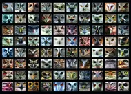 Puzzle Corujas