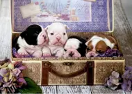 Puzzle Chiots