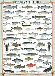 Puzzle Freshwater fishes