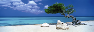 Puzzle Humboldt: Divi Divi Tree