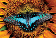 Puzzle Butterfly