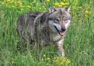 Puzzle Fearless wolf