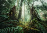 Puzzle In the forest